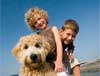 happy dogs
