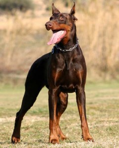 doberman electric dog fence