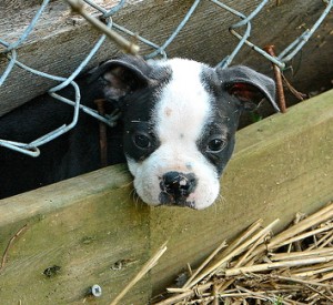 dogfence